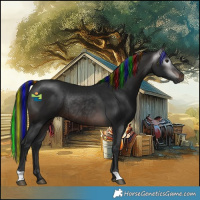 Horse Color:Gray Painted Brown Rabicano 