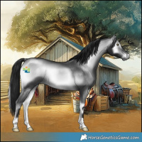 Horse Color:Gray Brown Chinchilla Onyx Rabicano 