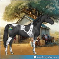 Horse Color:Black Tobiano 