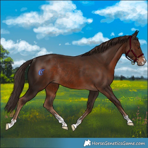 Horse Color:Liver Chestnut Rabicano 