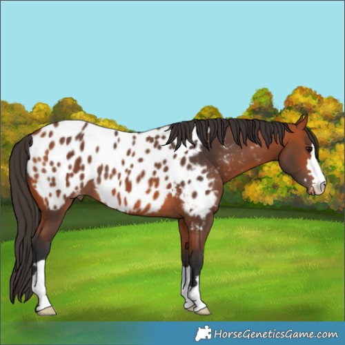 Horse Color:Bay Near Leopard 