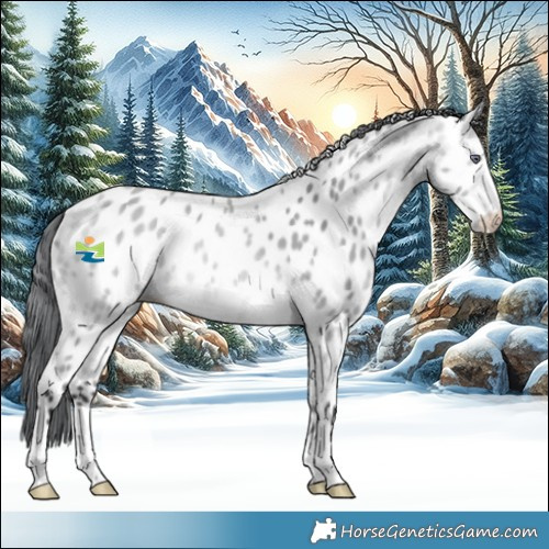 Horse Color:Bay Chinchilla Appaloosa 
