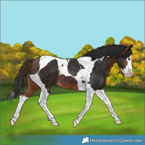 Horse Color:Bay Splash Tobiano Rabicano 