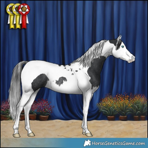 Horse Color:Black Splash Tobiano Rabicano 