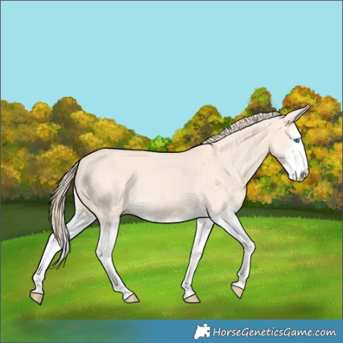 Horse Color:Perlino Splash  and Perlino Splash Rabicano 