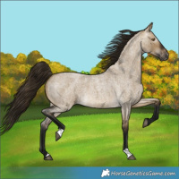 Horse Color:Gray Buckskin Roan Dun Varnish