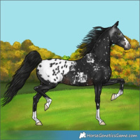 Horse Color:Gray Brown Appaloosa 