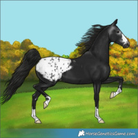 Horse Color:Gray Black Blanket