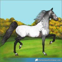 Horse Color:Gray Bay Snowcap 
