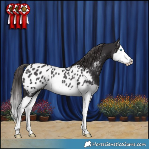 Horse Color:Smoky Black Splash Appaloosa Rabicano 