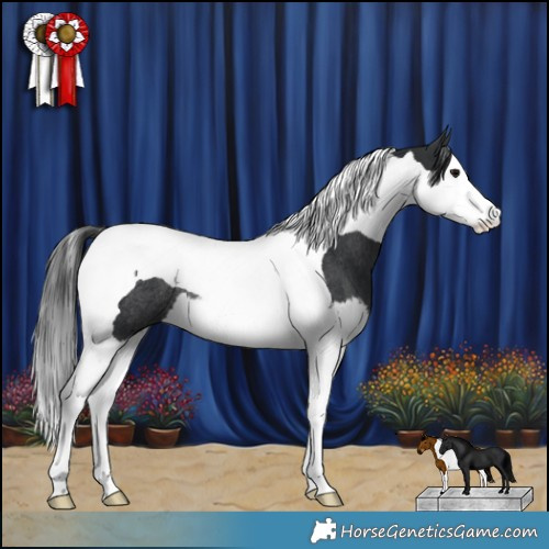 Horse Color:Black Splash Tobiano Rabicano 
