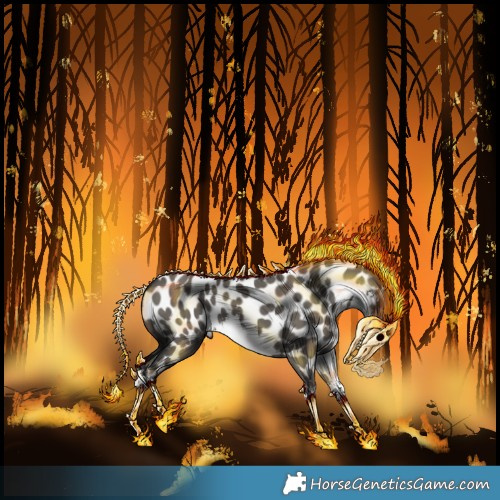 Horse Color:White Spotted Grullo Appaloosa 