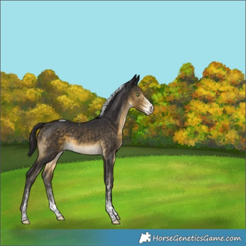 Horse Color:White Spotted Buckskin Tobiano 