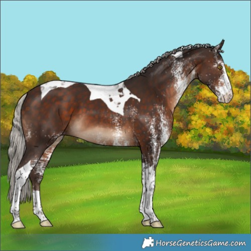 Horse Color:White Spotted Silver Brown Tobiano 