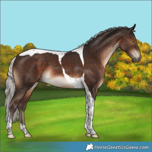 Horse Color:Silver Brown Tobiano Rabicano 