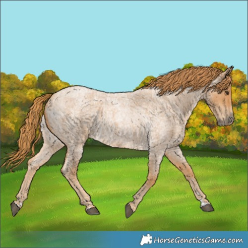 Horse Color:Red Roan