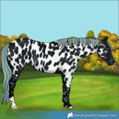 Horse Color:Watercolor Midnight Grullo Chinchilla Ice Appaloosa 