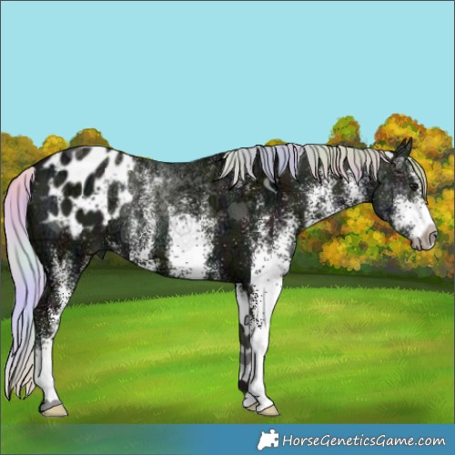 Horse Color:Nacre Watercolor White Spotted Midnight Silver Black Ice Appaloosa 