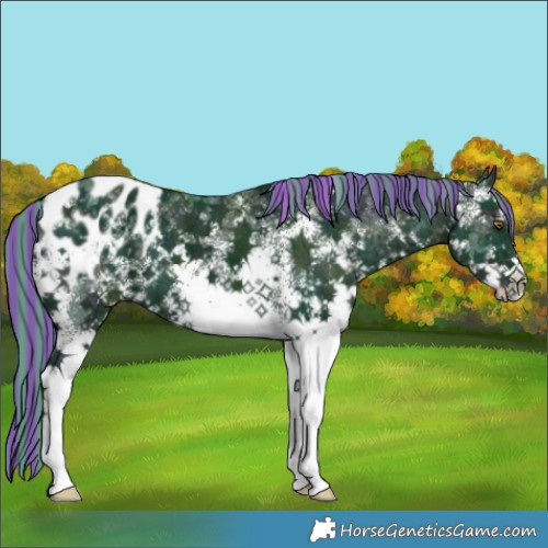 Horse Color:Painted Watercolor White Spotted Midnight Smoky Black Ice Appaloosa 