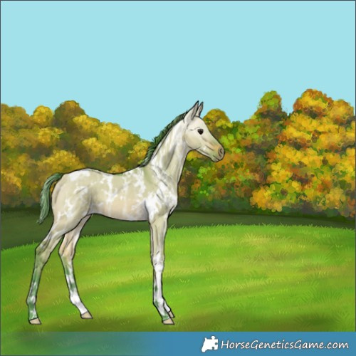 Horse Color:Watercolor White Spotted Bay Ice Dun 