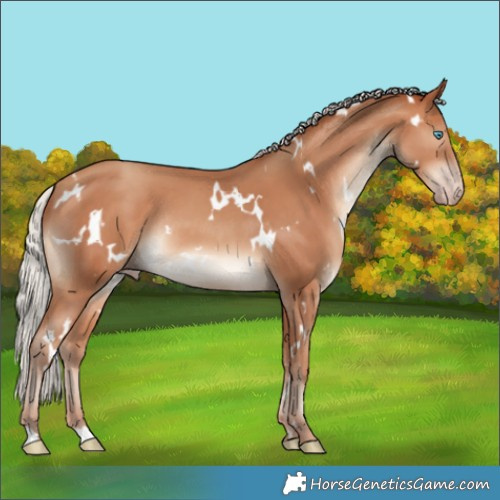 Horse Color:White Spotted Silver Sable Champagne Rabicano 
