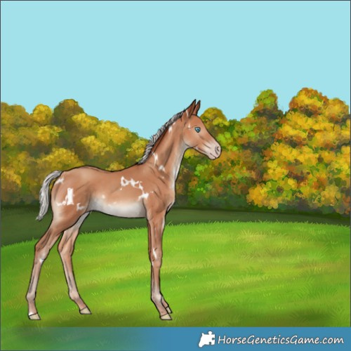 Horse Color:White Spotted Silver Sable Champagne Rabicano