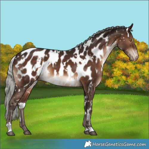 Horse Color:White Spotted Silver Brown Appaloosa