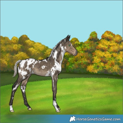 Horse Color:Gray White Spotted Silver Smoky Grullo Appaloosa Brindle 