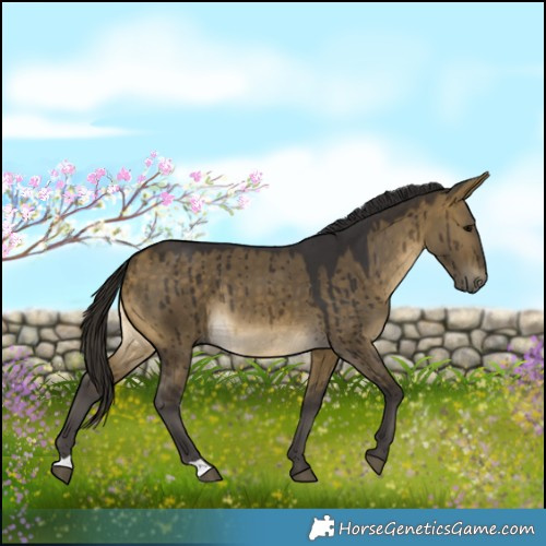 Horse Color:Buckskin Dun Brindle
