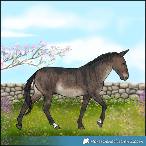 Horse Color:Brown Dun Brindle