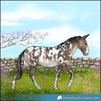 Horse Color:Powder White Brown Dun Near Leopard Rabicano Brindle 