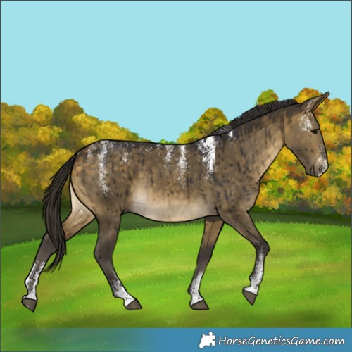 Horse Color:Powder White Buckskin Dun Brindle 