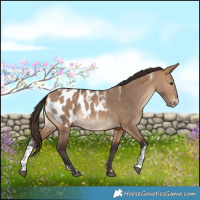 Horse Color:Powder White Bay Dun Appaloosa Rabicano