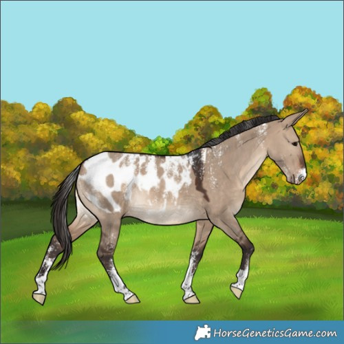Horse Color:Powder White Brown Dun Appaloosa 