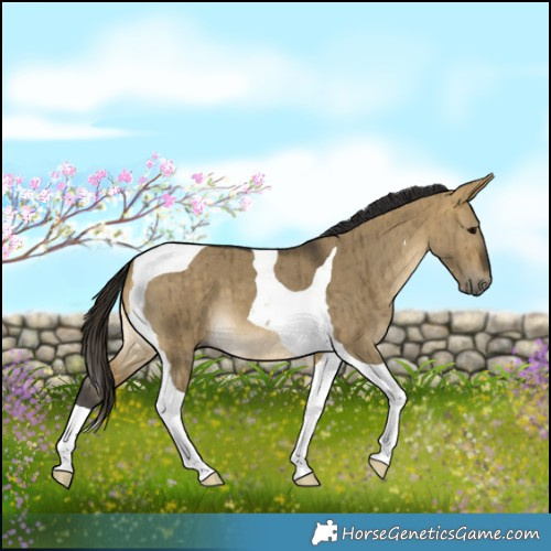Horse Color:Buckskin Dun Tobiano Brindle 