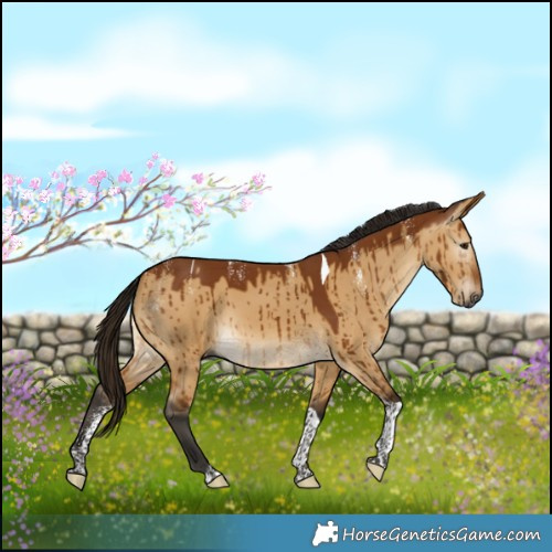 Horse Color:Powder White Gray Buckskin Dun Tobiano Rabicano Brindle 