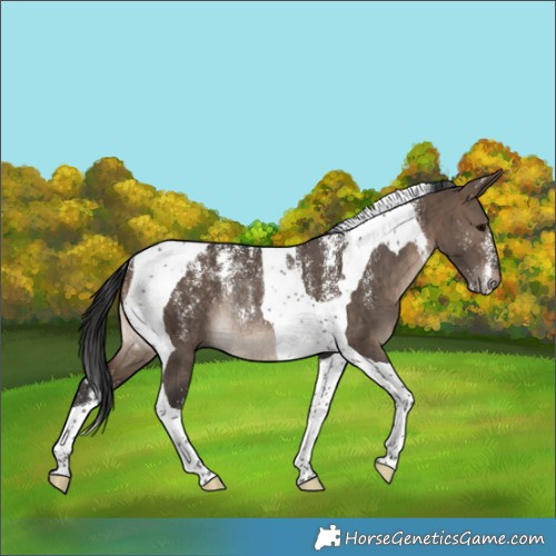 Horse Color:Powder White Brown Dun Tobiano Rabicano Brindle 