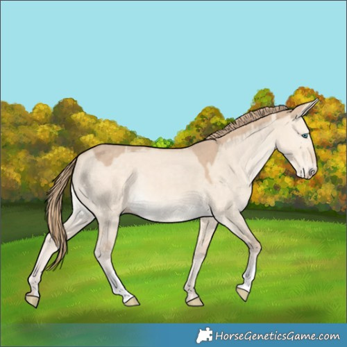 Horse Color:Perlino Dun 