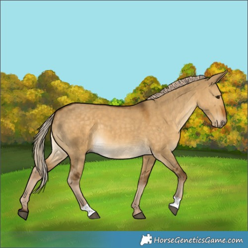 Horse Color:Chocolate Palomino Dun 