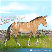 Horse Color:Powder White Buckskin Dun Brindle 