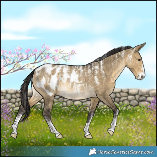 Horse Color:Powder White Buckskin Dun Appaloosa Rabicano 