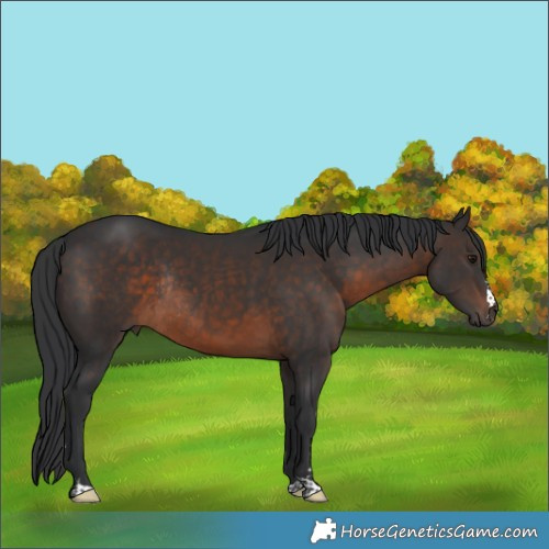 Horse Color:Brown Rabicano 