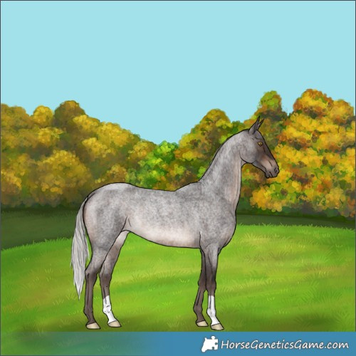 Horse Color:Silver Brown Roan Rabicano