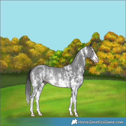 Horse Color:Brown Sabino Rabicano 