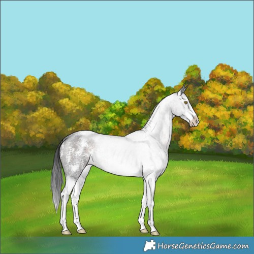 Horse Color:Brown Roan Sabino Rabicano