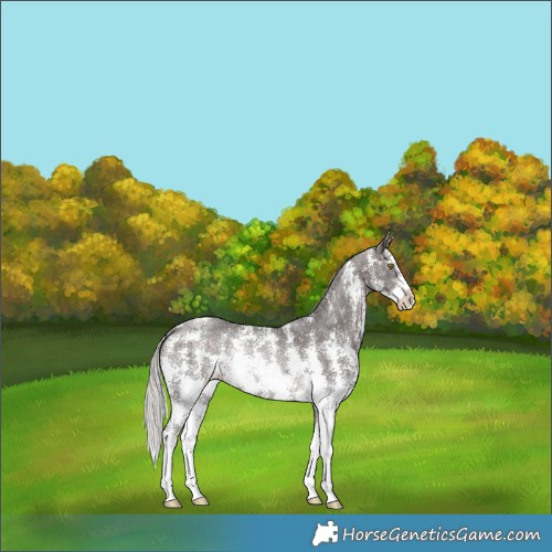Horse Color:Silver Brown Sabino Rabicano