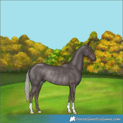 Horse Color:Silver Black Rabicano 