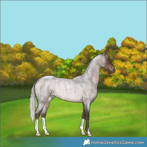 Horse Color:Silver Brown Roan Rabicano 