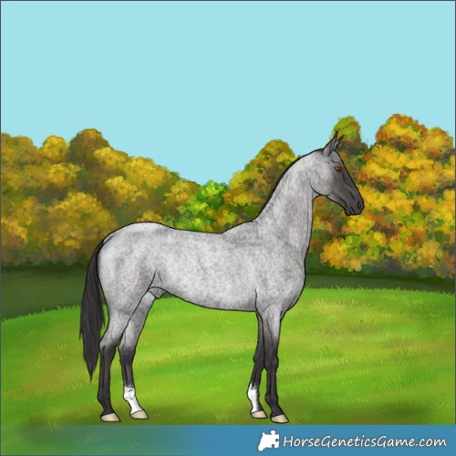 Horse Color:Smoky Blue Roan Rabicano 