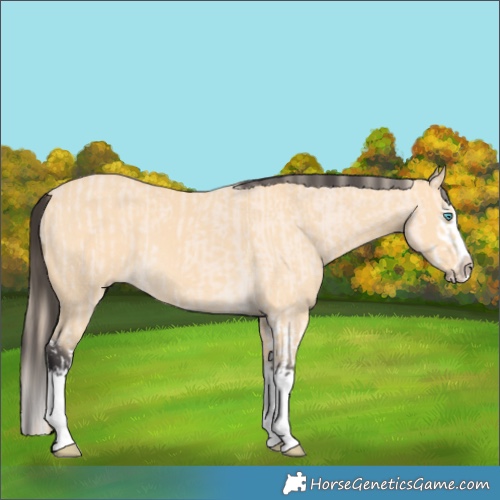 Horse Color:Perlino Splash  and Buckskin Splash 